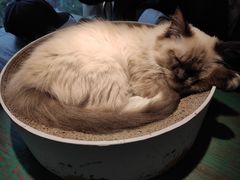 -喵喵咪呀布偶猫咖(春熙路店)