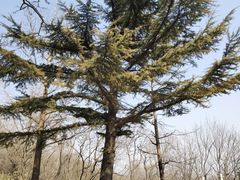 -鹫峰国家森林公园