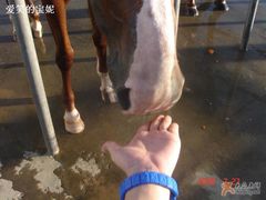 -松声马术俱乐部