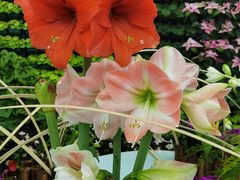 -石家庄市植物园