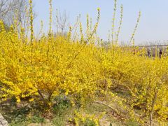 -永定河休闲森林公园