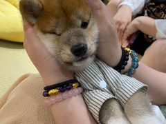 -逗柴咖啡屋·狗咖猫咖宠物桌游