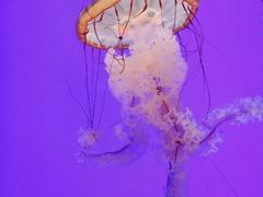 -瑞普利水族馆