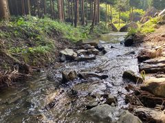 -重庆睡佛山森林公园
