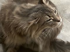-楼上猫咖(罗湖店)
