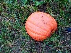 -中国天府农业博览园