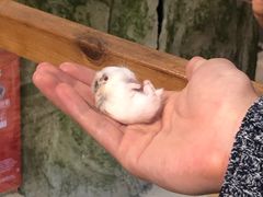 -龟与熊猫宠物公园(南坪店)