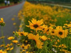 -上海长兴岛郊野公园