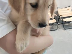 -伟伟宠物医院·CT影像中心·瑞派犬猫综合性门诊(汉口总院)