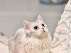 -Bastet sally猫舍购宠(静安店)