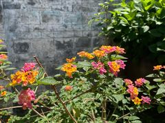 -金谷域澳洲庄园