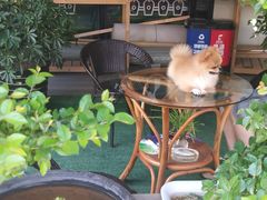 -爱侣宠医·鹦鹉专科·小型哺乳类·异宠专科(灵石路店)