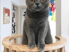 -有喵·猫咖·狗咖·40+猫狗有小奶狗(岗厦店)