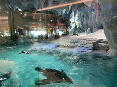 -帝企鹅自助餐厅•儿童岛•真企鹅(长隆企鹅酒店)