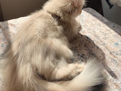 -猫大福·Fortune Cat猫舍(百子湾店)