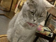 -猫色咖啡·猫咖