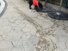 -帕帕拉兹宠物(亚洲旗舰店)