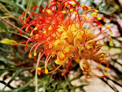 -天适樱花悠乐园