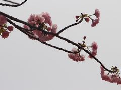 -天适樱花悠乐园