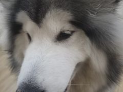-李小姐の猫咖啡馆(五角场店)