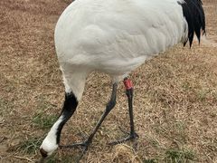 -盐城丹顶鹤湿地生态旅游区