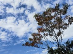 -广州市石门国家森林公园