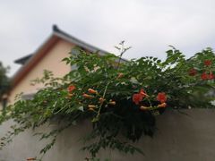 -杭州西湖风景名胜区-满觉陇四眼井