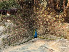 -瑞丽独树成林风景区