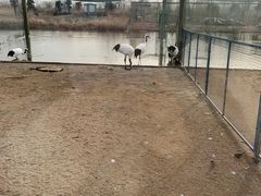 -盐城丹顶鹤湿地生态旅游区