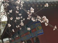 -桃花堤公园