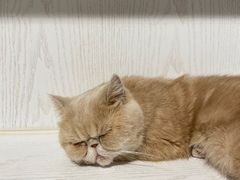 -猫小院猫主题餐厅(三里屯店)