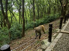 -苏州上方山国家森林公园