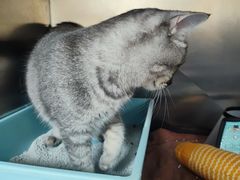 -宠颐生猫科·内科皮肤科(西平世纪城店)