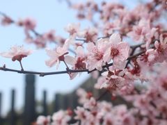 -香雪海