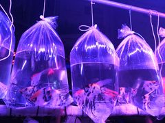 -中环花鸟鱼虫市场