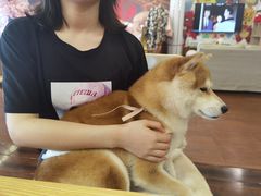 -豆柴町-柴犬主题狗咖(红鼎国际C座店)