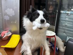 -唐小姐の猫狗洗护·购宠旗舰店(周浦万达店)