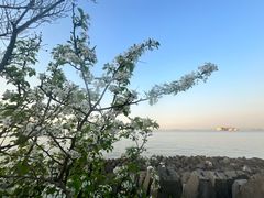 -上海滨江森林公园