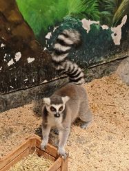 -Zoolung Zoolung动物主题公园(海信广场店)