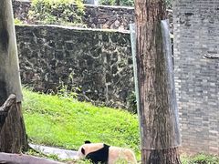 -都江堰中华大熊猫苑