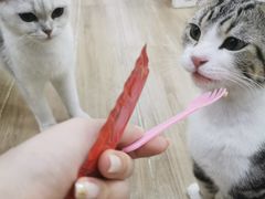 -李小姐の猫咖啡馆(五角场店)