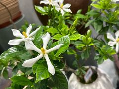 -溪岸路花鸟市场