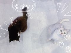 -猫儿山۰猫主题餐厅