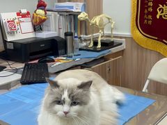 -瑞鹏宠物医院·内科·中兽医·骨科(苗圃店)