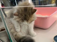 -babydoll猫舍·米努特·德文·缅因(久光中心店)