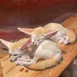 -Zoolung Zoolung动物主题公园(海信广场店)