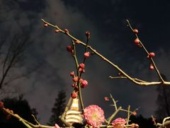 -红梅公园