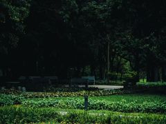 -荔香公园