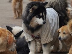 -蜀大侠火锅(总府路店)