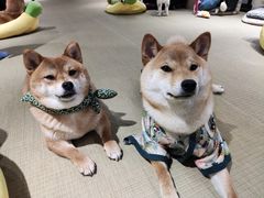 -逗柴咖啡屋·狗咖猫咖宠物桌游